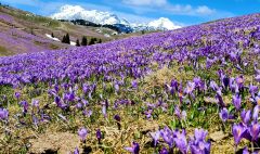 Velika Planina