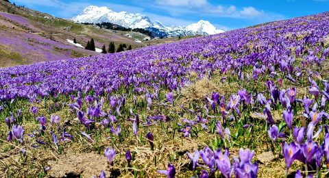 Velika Planina