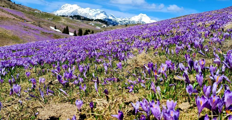 Velika Planina